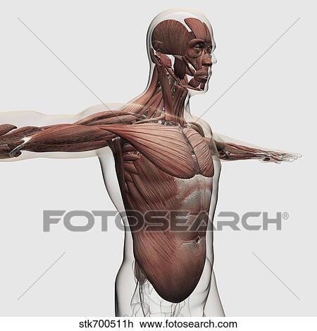 Anatomia Di Maschio Muscoli In Corpo Superiore Lato Vista Disegno Stkh Fotosearch