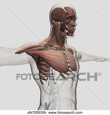 Anatomia Di Maschio Muscoli In Corpo Superiore Anteriore Vista Disegno Stkh Fotosearch