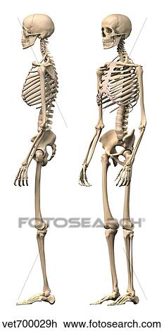 Anatomie De Male Squelette Humain Vue Cote Et Perspective Vue Dessin Vet700029h Fotosearch