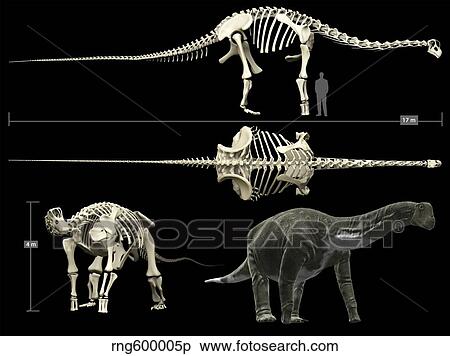 Stock Illustration - Anatomy of a Titanosaur.. Fotosearch