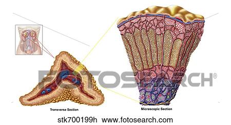 Anatomy of adrenal gland, cross section. View Large Illustration Drawing - Anatomy of adrenal gland, cross section.. Fotosearch