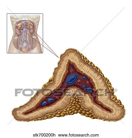 Drawing - Anatomy of adrenal gland, transverse section.. Fotosearch