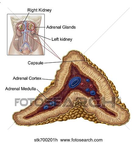 Anatomy of adrenal gland, transverse section. View Large Illustration Drawing - Anatomy of adrenal gland, transverse section.. Fotosearch