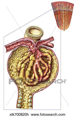Drawing - Anatomy of bowman's glomerular capsule.. Fotosearch