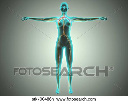 Drawing - Anatomy of female body with arteries and veins.. Fotosearch