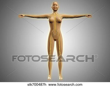 Drawing - Anatomy of female body with nervous system.. Fotosearch