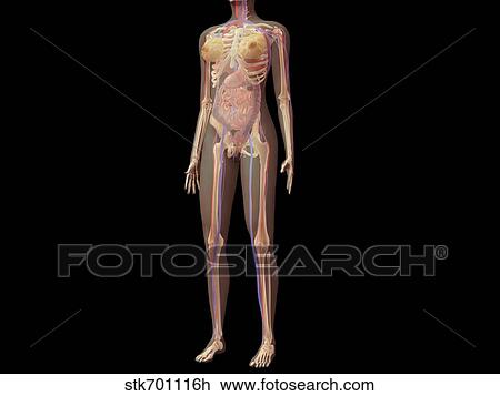 Anatomy of female body with organs. View Large Illustration Drawing - Anatomy of female body with organs.. Fotosearch