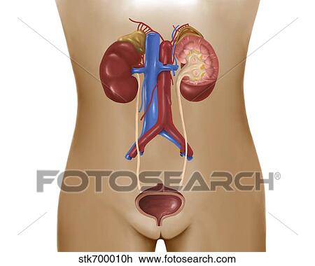 Drawing - Anatomy of female urinary system.. Fotosearch
