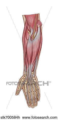 Drawing - Anatomy of forearm muscles, anterior view, middle.. Fotosearch