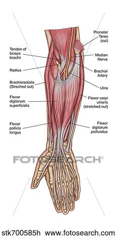 Drawing - Anatomy of forearm muscles, anterior view, middle.. Fotosearch