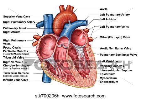Anatomy Of Heart Interior Frontal Section Drawing