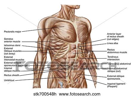 Drawing - Anatomy of human abdominal muscles.. Fotosearch