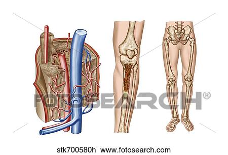Drawing - Anatomy of human bone marrow.. Fotosearch