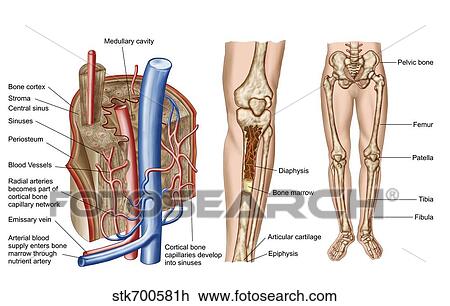Anatomy of human bone marrow. View Large Illustration Drawing - Anatomy of human bone marrow.. Fotosearch