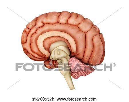 Anatomy of human brain, side view. View Large Illustration Drawing - Anatomy of human brain, side view.. Fotosearch