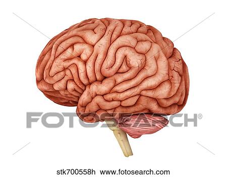 Drawing - Anatomy of human brain, side view.. Fotosearch
