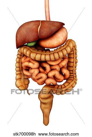 Anatomy of human digestive system, front view. View Large Illustration Drawing - Anatomy of human digestive system, front view.. Fotosearch