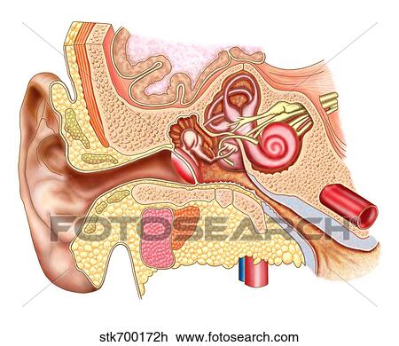 Anatomy of human ear. View Large Illustration Drawing - Anatomy of human ear.. Fotosearch