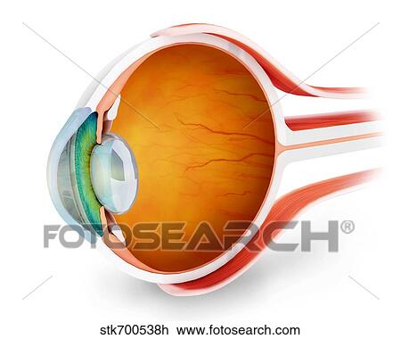 Anatomy of human eye, perspective. View Large Illustration Drawing - Anatomy of human eye, perspective.. Fotosearch