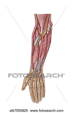 Drawing - Anatomy of human forearm muscles, deep anterior view.. Fotosearch