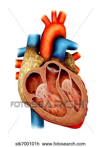 Drawing - Anatomy of human heart, cross section.. Fotosearch