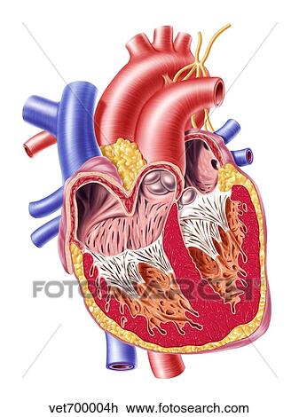 Anatomy of human heart, cross section. View Large Illustration Drawing - Anatomy of human heart, cross section.. Fotosearch