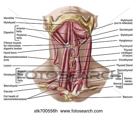 Drawing - Anatomy of human hyoid bone and muscles, anterior view.. Fotosearch