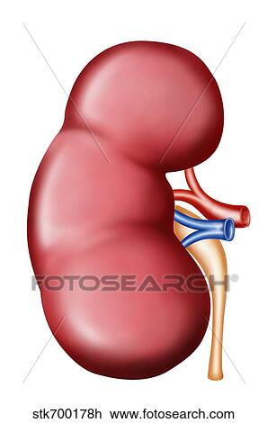Drawing - Anatomy of human kidney.. Fotosearch