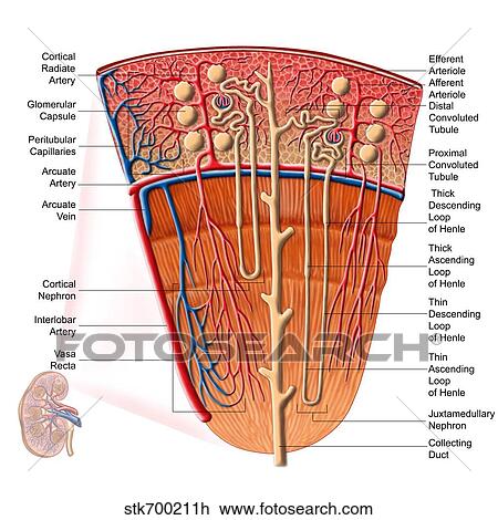 Anatomy of human kidney function. View Large Illustration Drawing - Anatomy of human kidney function.. Fotosearch