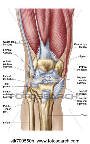 Lateral Condyle Femur Shefalitayal