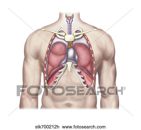 Anatomy of human lungs in situ. View Large Illustration Drawing - Anatomy of human lungs in situ.. Fotosearch