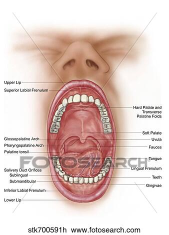 Anatomy of human mouth cavity. View Large Illustration Drawing - Anatomy of human mouth cavity.. Fotosearch