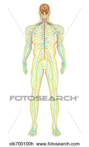 Anatomy of human nervous system and lymphatic system. View Large Illustration Drawing - Anatomy of human nervous system and lymphatic system.. Fotosearch