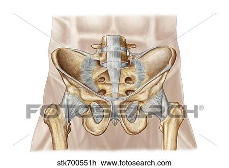 Anatomy of human pelvic bone and ligaments. View Large Illustration Drawing - Anatomy of human pelvic bone and ligaments.. Fotosearch