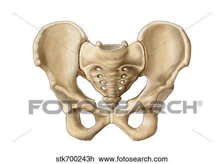 Anatomy of human pelvic bone. Drawing | stk700243h | Fotosearch
