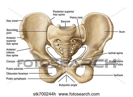 Drawing - Anatomy of human pelvic bone.. Fotosearch