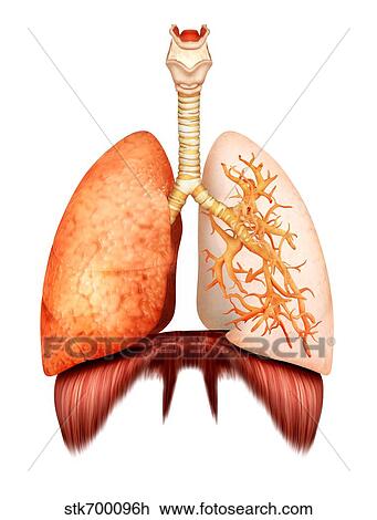 Anatomy of human respiratory system, front view. View Large Illustration Drawing - Anatomy of human respiratory system, front view.. Fotosearch