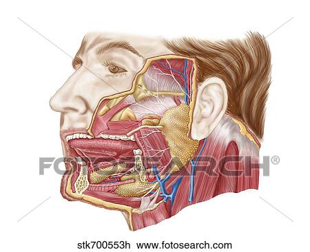 Drawing - Anatomy of human salivary glands.. Fotosearch