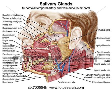 Anatomy of human salivary glands. View Large Illustration Drawing - Anatomy of human salivary glands.. Fotosearch