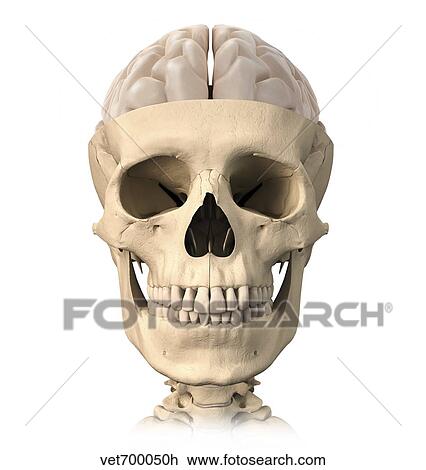 Anatomy of human skull, cutaway view with half brain showing. View Large Illustration Drawing - Anatomy of human skull, cutaway view with half brain showing.. Fotosearch
