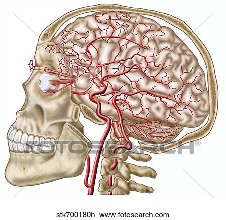 Anatomy of human skull, eyeball and arteries to brain. View Large Illustration Drawing - Anatomy of human skull, eyeball and arteries to brain.. Fotosearch