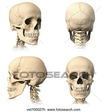 Drawing - Anatomy of human skull from different angles.. Fotosearch