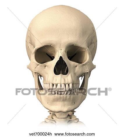 Anatomy of human skull, front view. View Large Illustration Drawing - Anatomy of human skull, front view.. Fotosearch