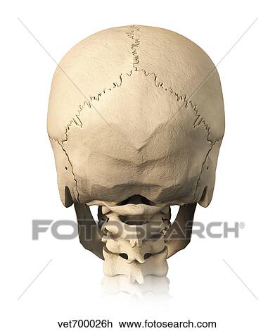 Drawing - Anatomy of human skull, rear view.. Fotosearch