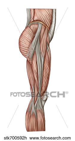Anatomy of human thigh muscles, anterior view. View Large Illustration Drawing - Anatomy of human thigh muscles, anterior view.. Fotosearch