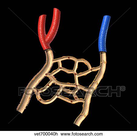 Anatomy of human veins and arteries, black background. View Large Illustration Drawing - Anatomy of human veins and arteries, black background.. Fotosearch