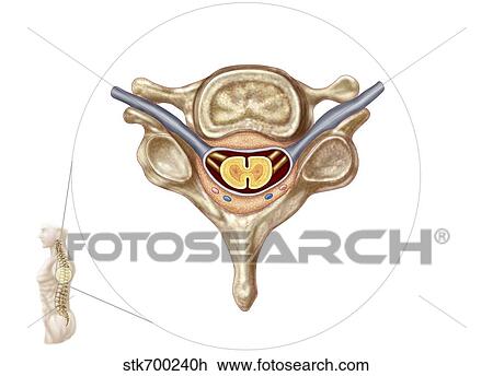 Drawing - Anatomy of human vertebra.. Fotosearch
