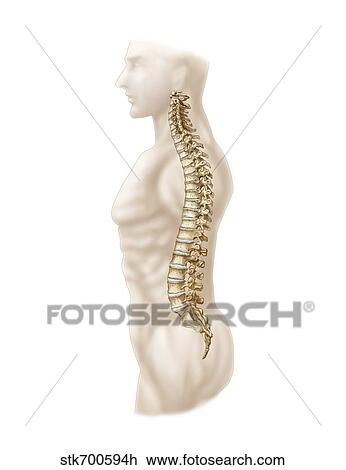 Anatomy of human vertebral column, left lateral view. View Large Illustration Drawing - Anatomy of human vertebral column, left lateral view.. Fotosearch