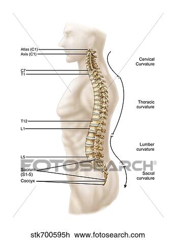 Drawing - Anatomy of human vertebral column, left lateral view.. Fotosearch