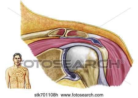 Drawing - Anatomy of left shoulder, coronal view.. Fotosearch